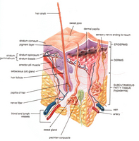 Anatomy of the skin